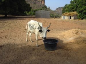 Eine der ersten Kühe die im Rahmen des Projektes "Kauf eine Kuh in Mali" gekauft wurde.