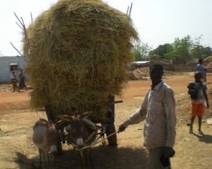 During the practical part of the training, farmers transported produced hay to their homes.